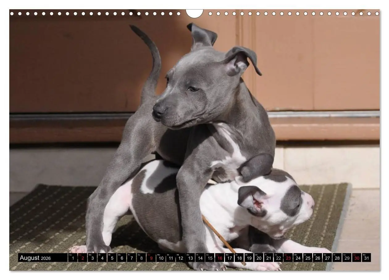Bild: 9783516118421 | Pit Bull und Co. - Geliebt, gefürchtet, missverstanden...