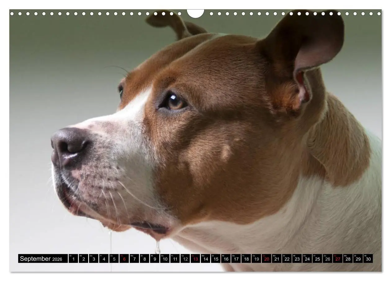 Bild: 9783516118421 | Pit Bull und Co. - Geliebt, gefürchtet, missverstanden...