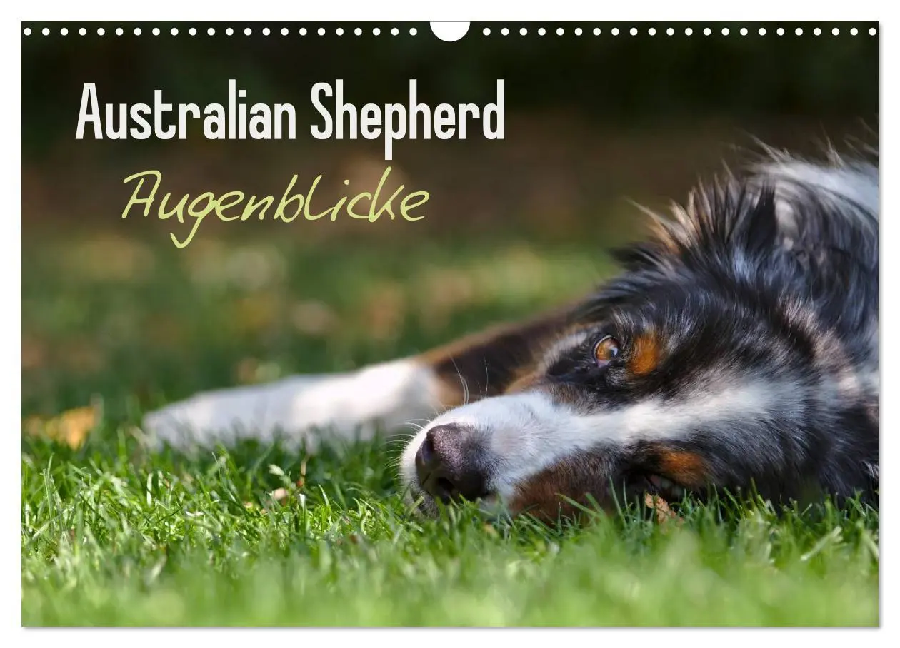Cover: 9783516038521 | Australian Shepherd - Augenblicke (Wandkalender 2026 DIN A3 quer),...