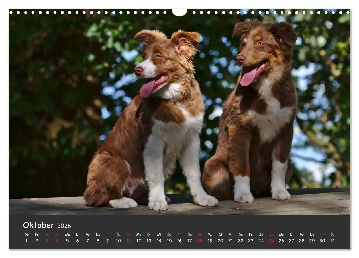 Bild: 9783516038521 | Australian Shepherd - Augenblicke (Wandkalender 2026 DIN A3 quer),...