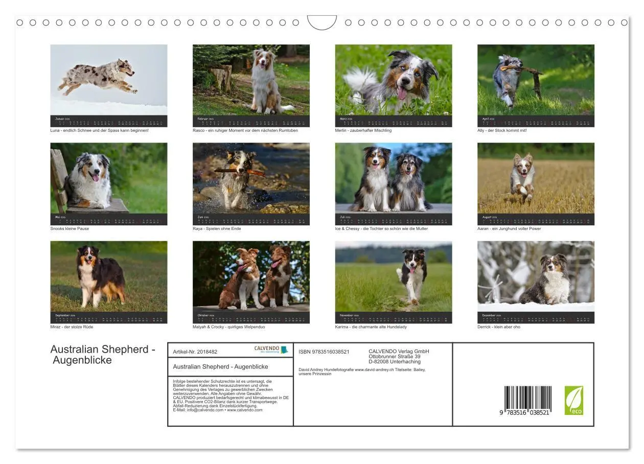 Bild: 9783516038521 | Australian Shepherd - Augenblicke (Wandkalender 2026 DIN A3 quer),...
