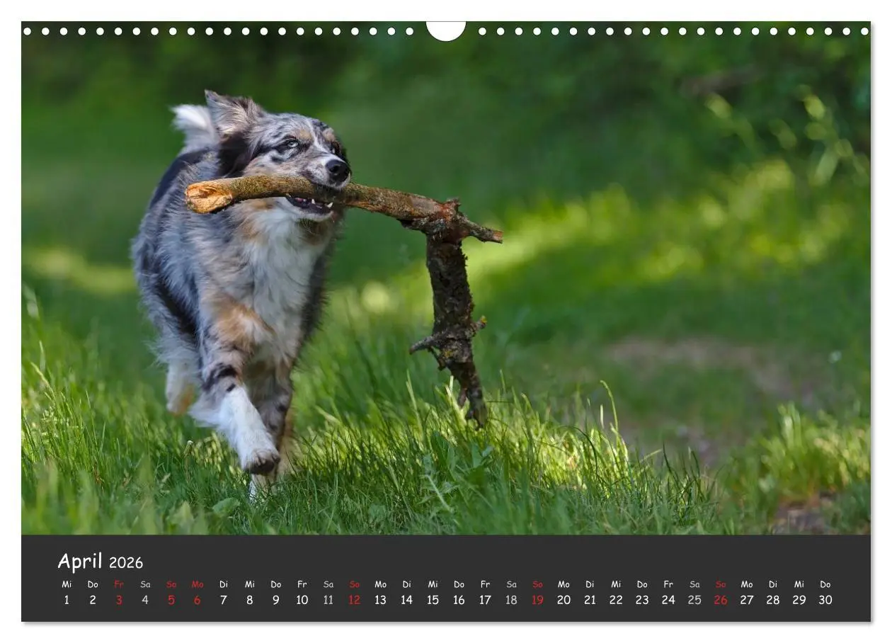 Bild: 9783516038521 | Australian Shepherd - Augenblicke (Wandkalender 2026 DIN A3 quer),...