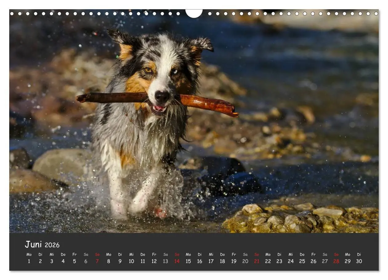 Bild: 9783516038521 | Australian Shepherd - Augenblicke (Wandkalender 2026 DIN A3 quer),...