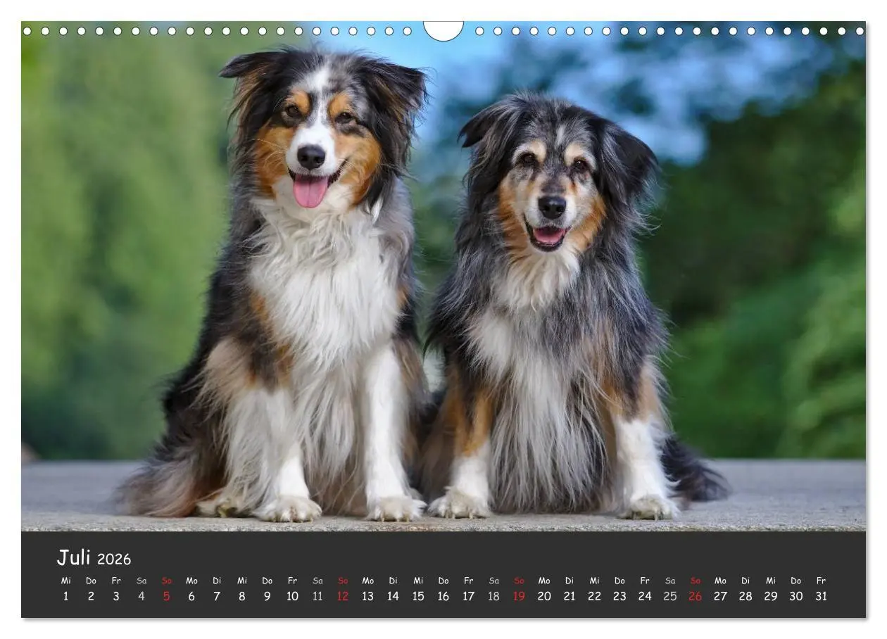 Bild: 9783516038521 | Australian Shepherd - Augenblicke (Wandkalender 2026 DIN A3 quer),...