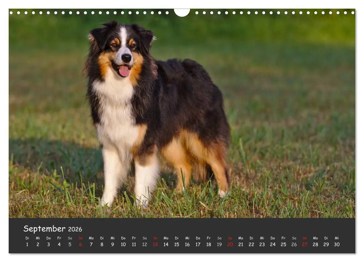 Bild: 9783516038521 | Australian Shepherd - Augenblicke (Wandkalender 2026 DIN A3 quer),...