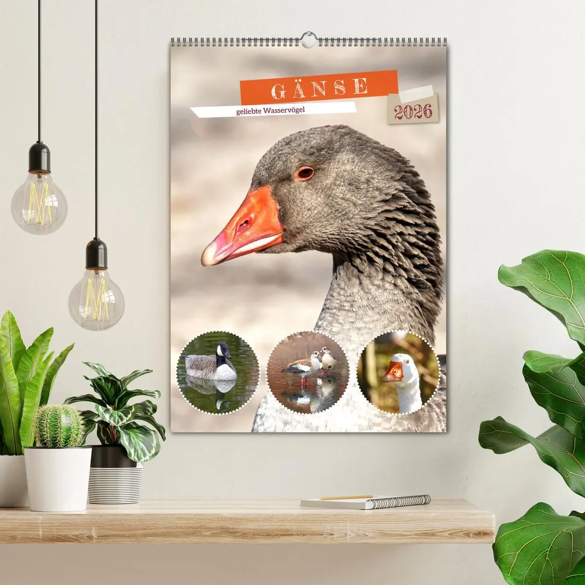 Bild: 9783516348521 | Gänse, geliebte Wasservögel (Wandkalender 2026 DIN A2 hoch),...