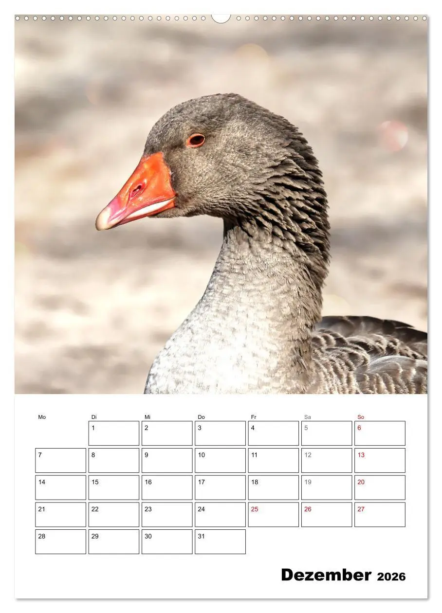 Bild: 9783516348521 | Gänse, geliebte Wasservögel (Wandkalender 2026 DIN A2 hoch),...