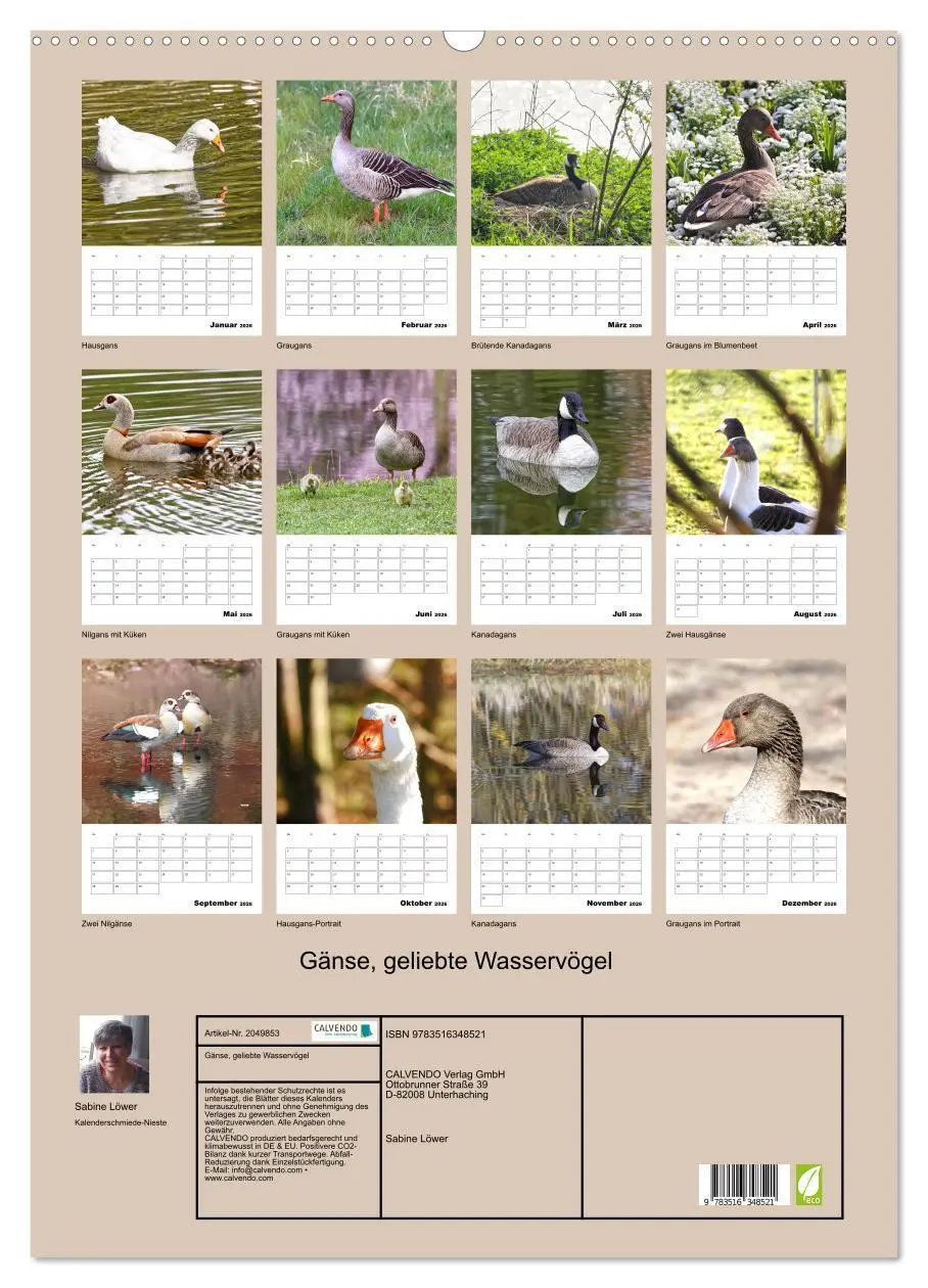 Bild: 9783516348521 | Gänse, geliebte Wasservögel (Wandkalender 2026 DIN A2 hoch),...