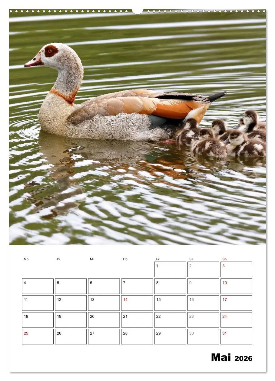 Bild: 9783516348521 | Gänse, geliebte Wasservögel (Wandkalender 2026 DIN A2 hoch),...