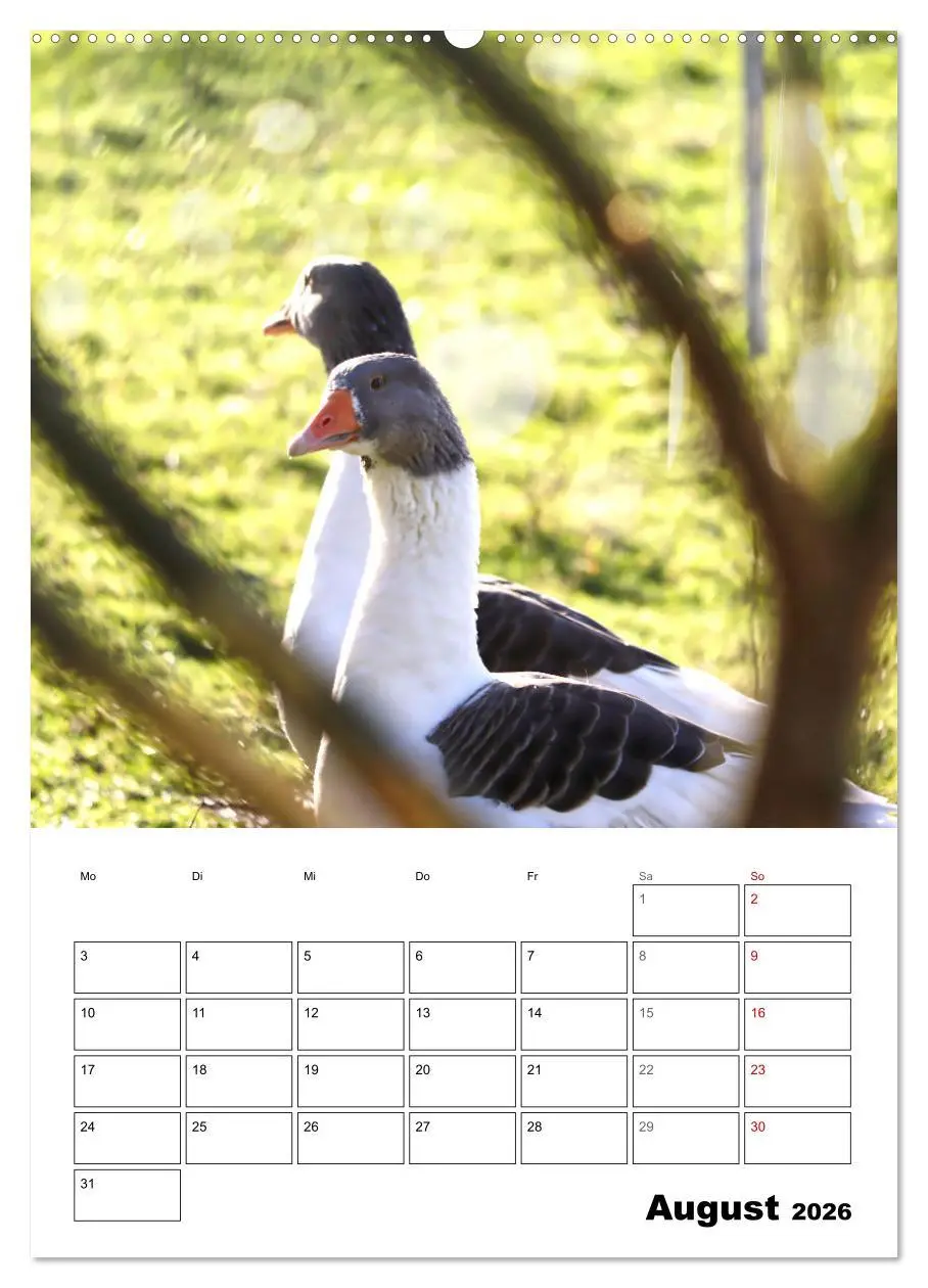 Bild: 9783516348521 | Gänse, geliebte Wasservögel (Wandkalender 2026 DIN A2 hoch),...