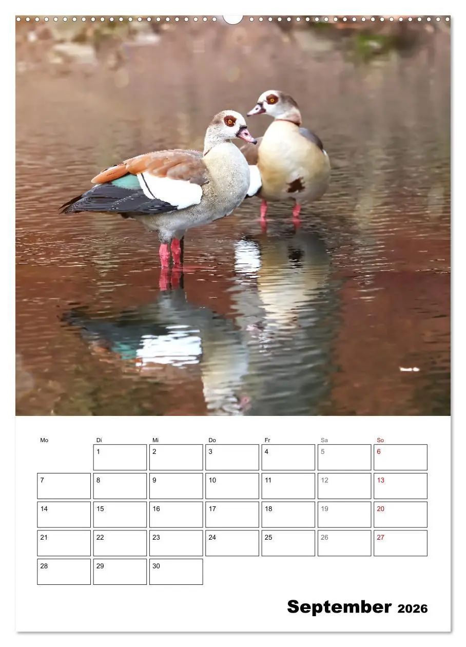 Bild: 9783516348521 | Gänse, geliebte Wasservögel (Wandkalender 2026 DIN A2 hoch),...