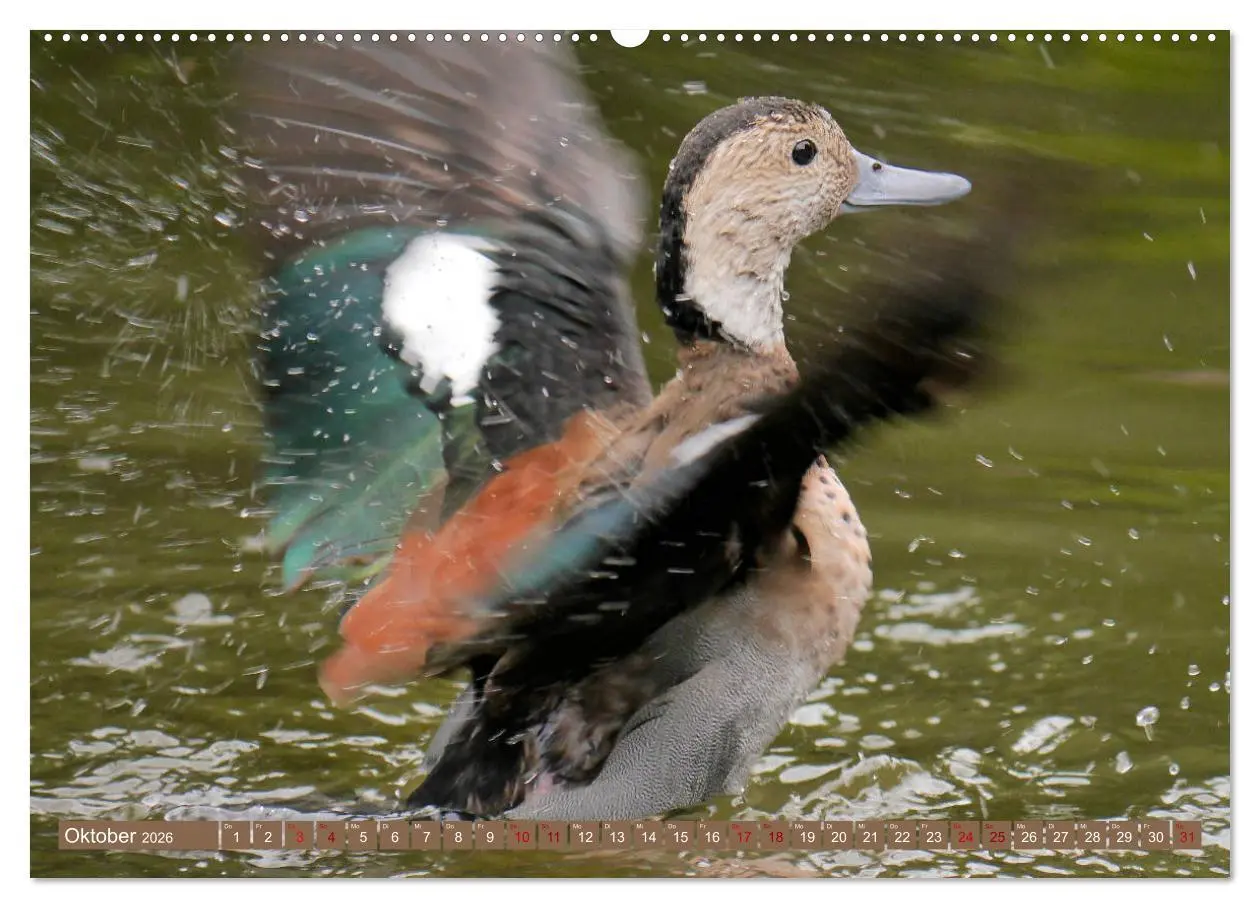 Bild: 9783457938621 | Weltvogelpark Walsrode - Die Vielfalt der Vogelarten (Wandkalender...