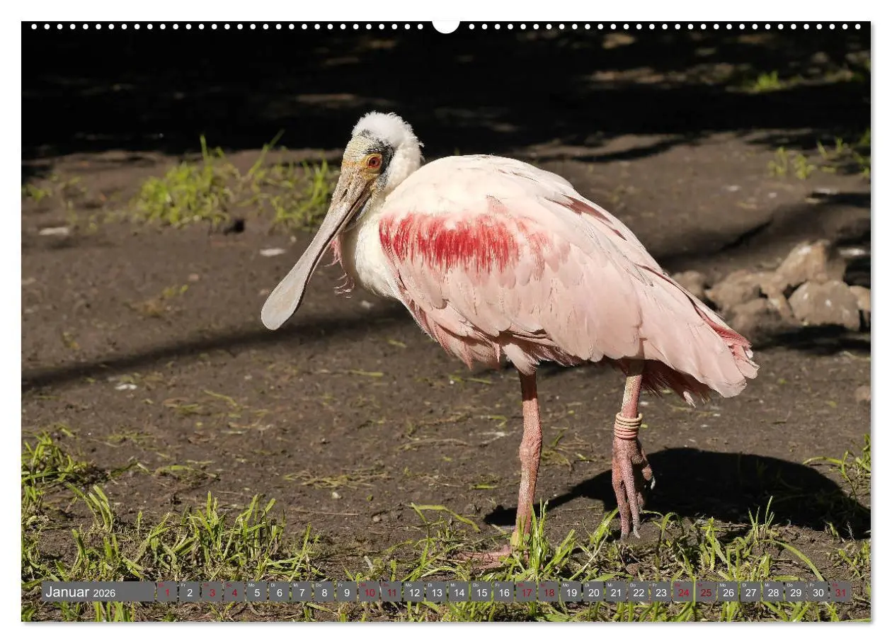 Bild: 9783457938621 | Weltvogelpark Walsrode - Die Vielfalt der Vogelarten (Wandkalender...