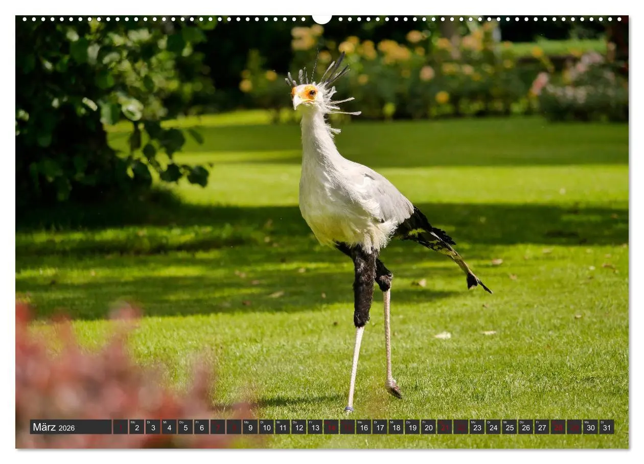 Bild: 9783457938621 | Weltvogelpark Walsrode - Die Vielfalt der Vogelarten (Wandkalender...