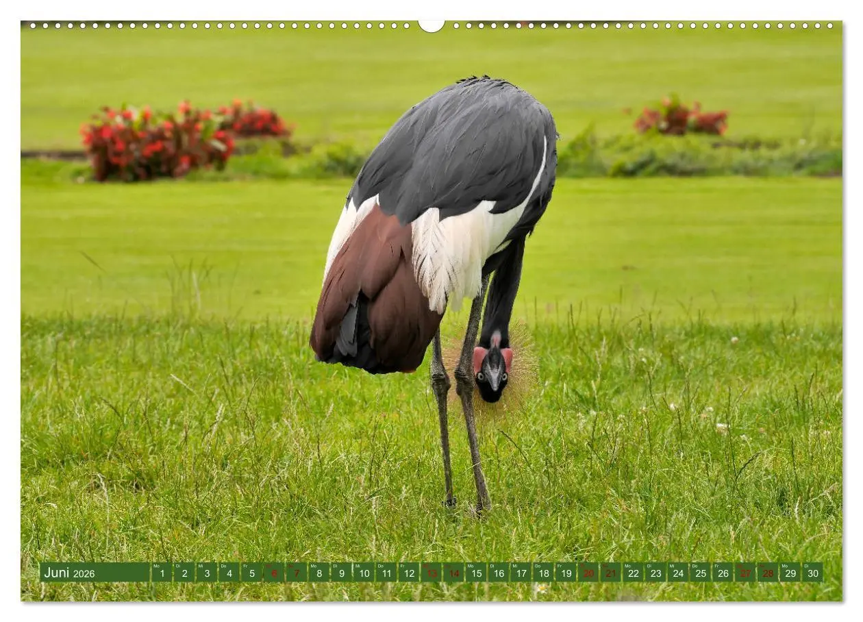 Bild: 9783457938621 | Weltvogelpark Walsrode - Die Vielfalt der Vogelarten (Wandkalender...