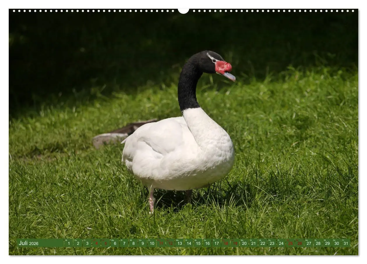 Bild: 9783457938621 | Weltvogelpark Walsrode - Die Vielfalt der Vogelarten (Wandkalender...