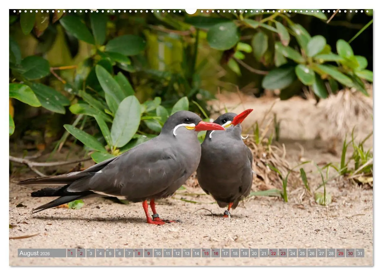 Bild: 9783457938621 | Weltvogelpark Walsrode - Die Vielfalt der Vogelarten (Wandkalender...