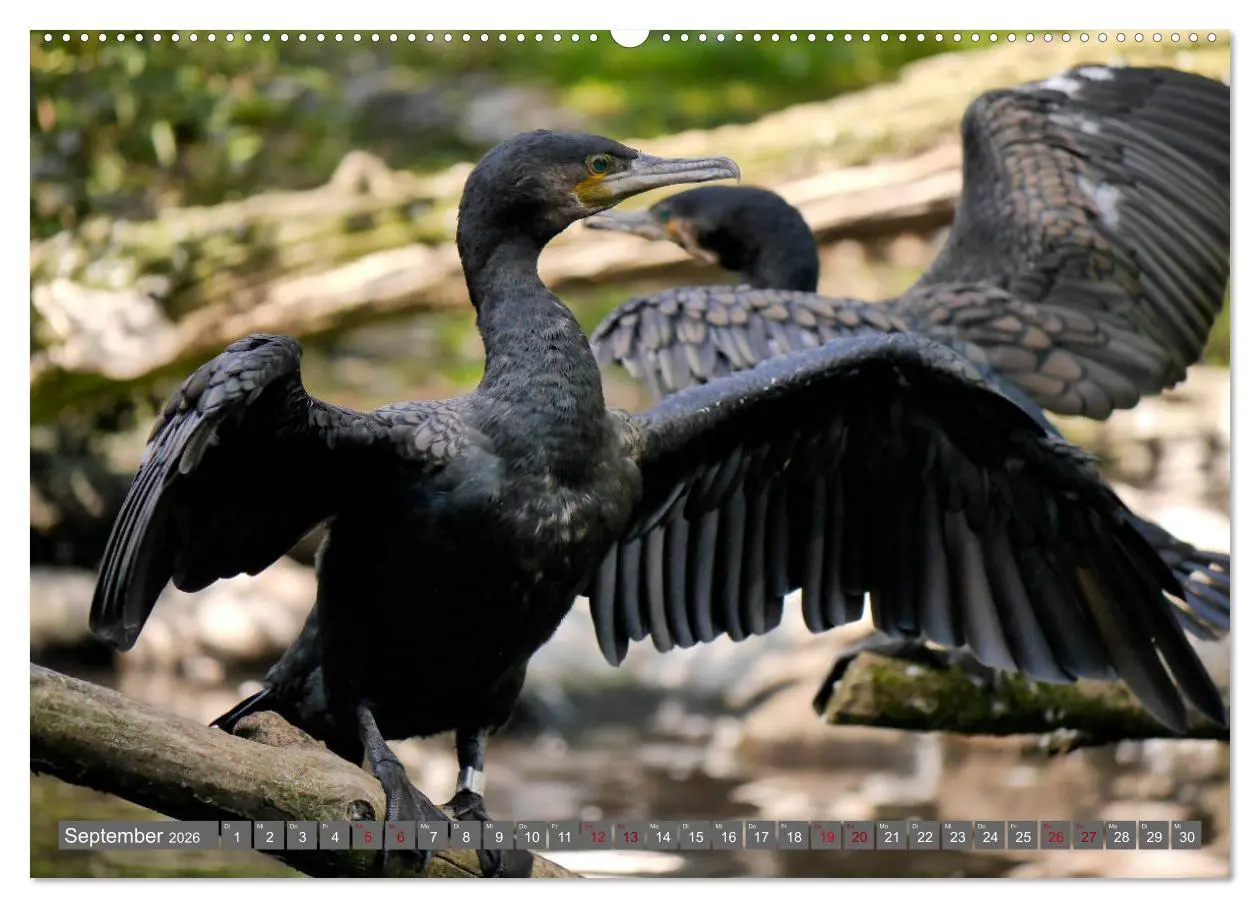 Bild: 9783457938621 | Weltvogelpark Walsrode - Die Vielfalt der Vogelarten (Wandkalender...