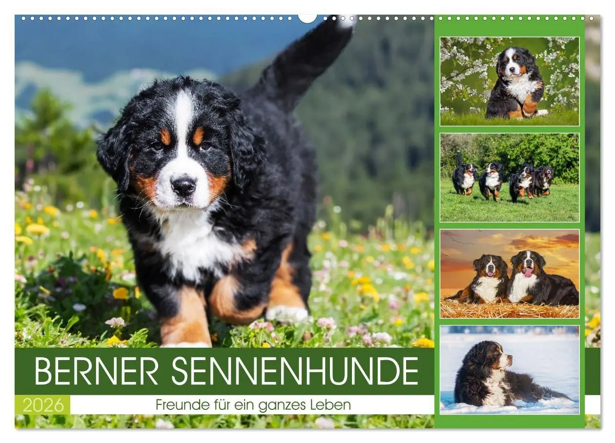 Cover: 9783516718621 | Berner Sennenhunde - Freunde für ein ganzes Leben (Wandkalender...
