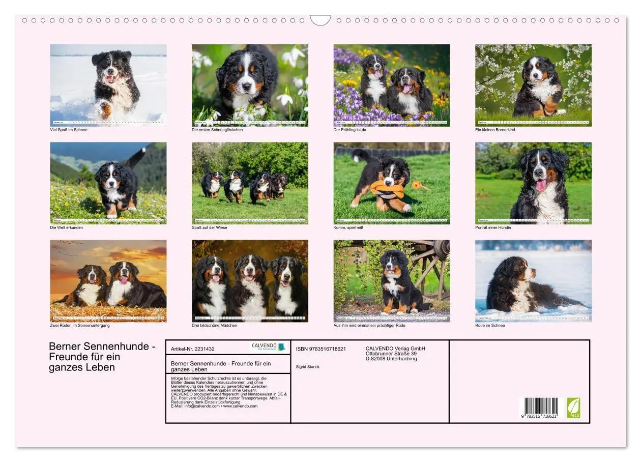 Bild: 9783516718621 | Berner Sennenhunde - Freunde für ein ganzes Leben (Wandkalender...