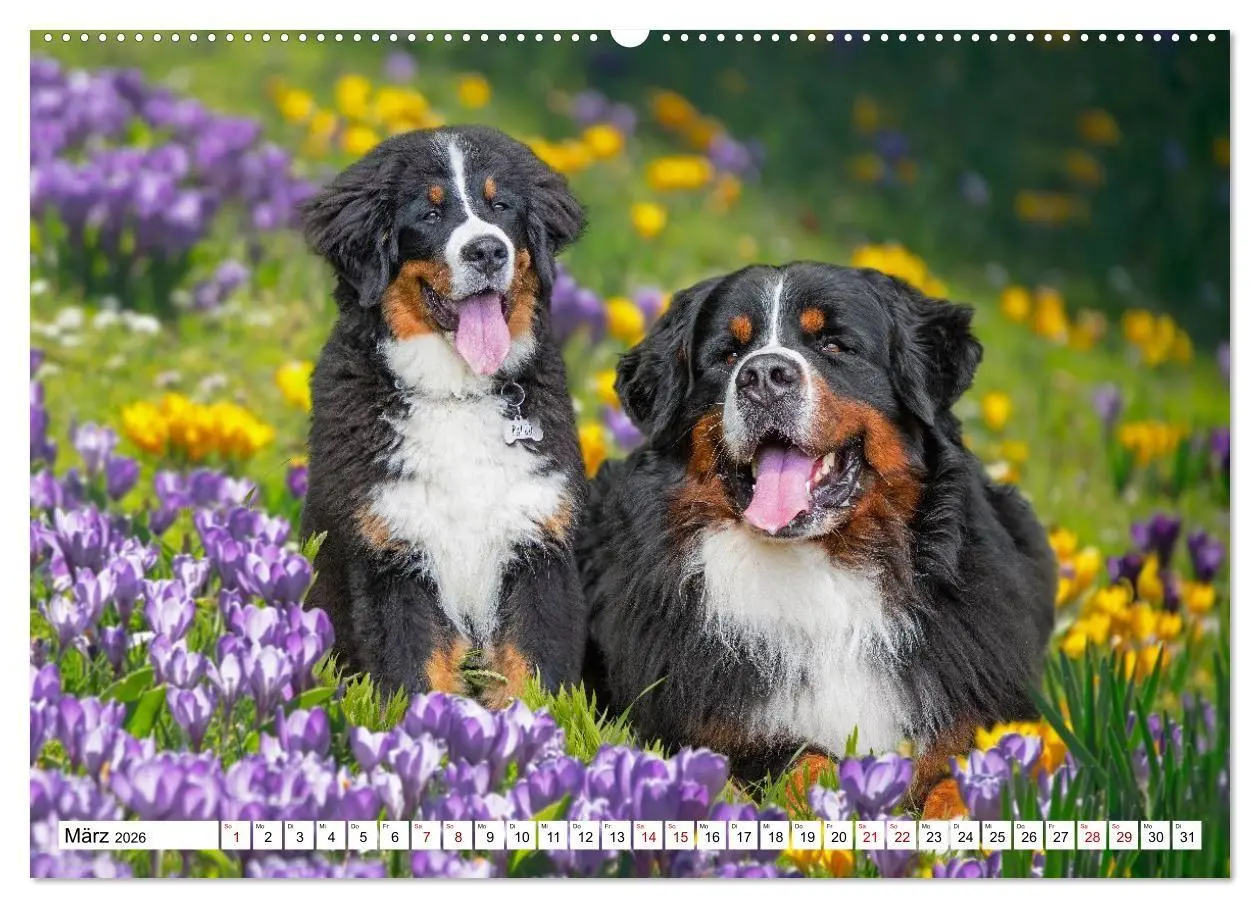 Bild: 9783516718621 | Berner Sennenhunde - Freunde für ein ganzes Leben (Wandkalender...