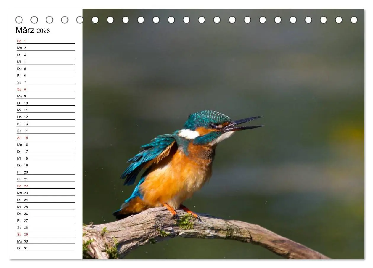 Bild: 9783516188721 | Eisvögel (Tischkalender 2026 DIN A5 quer), CALVENDO Monatskalender