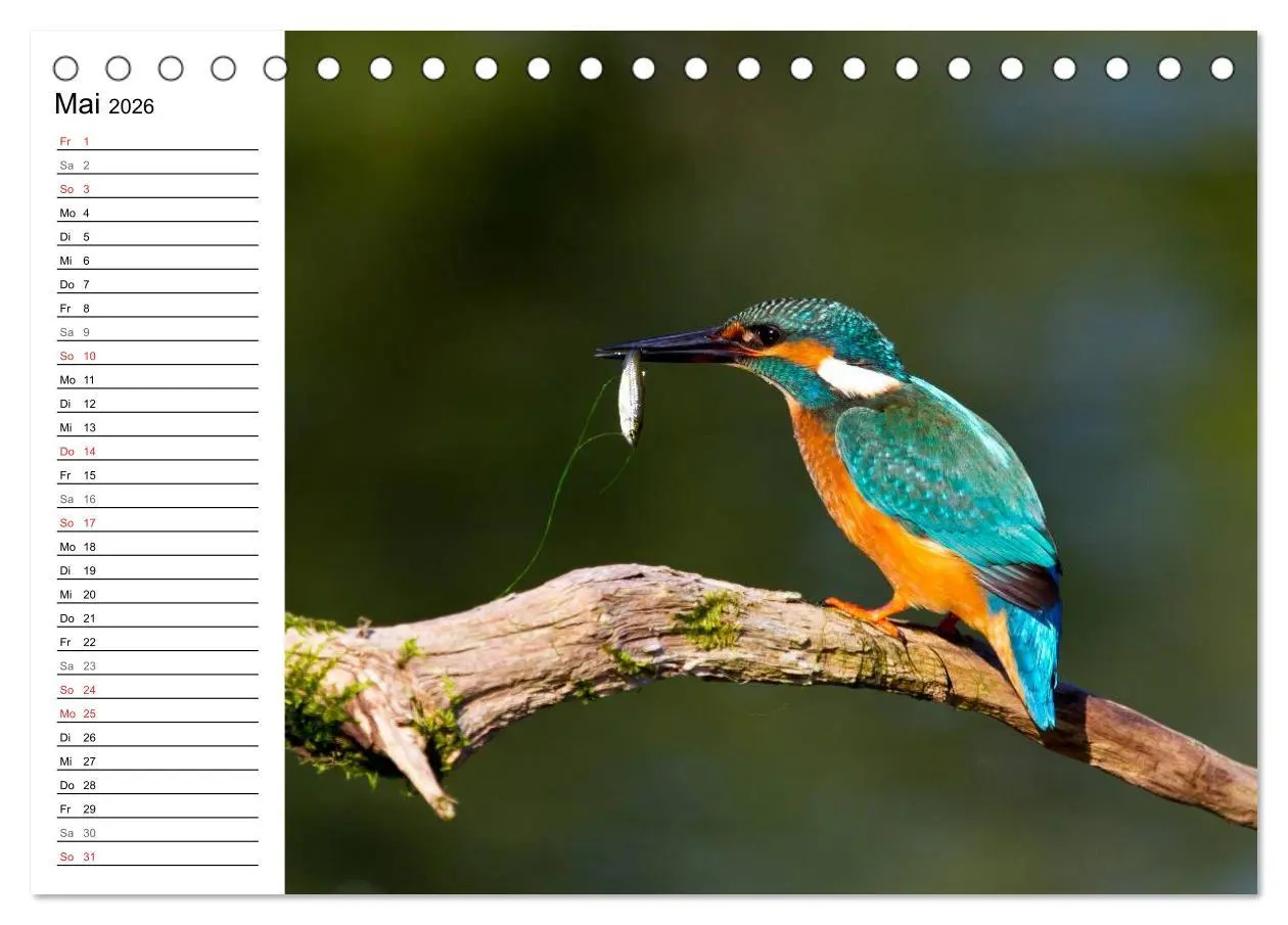 Bild: 9783516188721 | Eisvögel (Tischkalender 2026 DIN A5 quer), CALVENDO Monatskalender