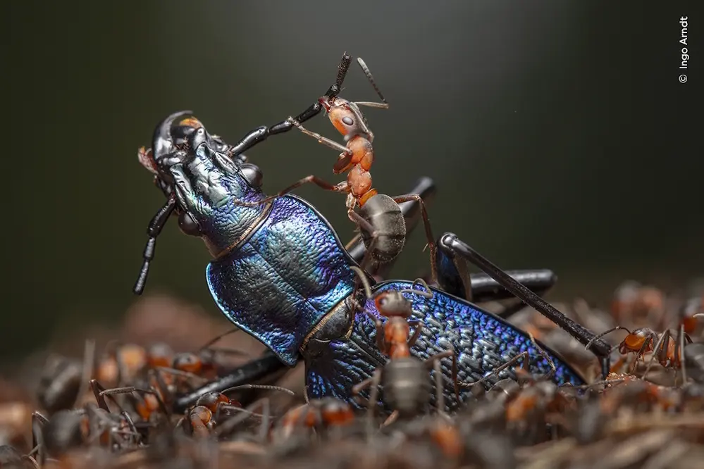 Bild: 9783957288721 | Wildlife Fotografien des Jahres - Portfolio 34 | Museum | Buch | 2024