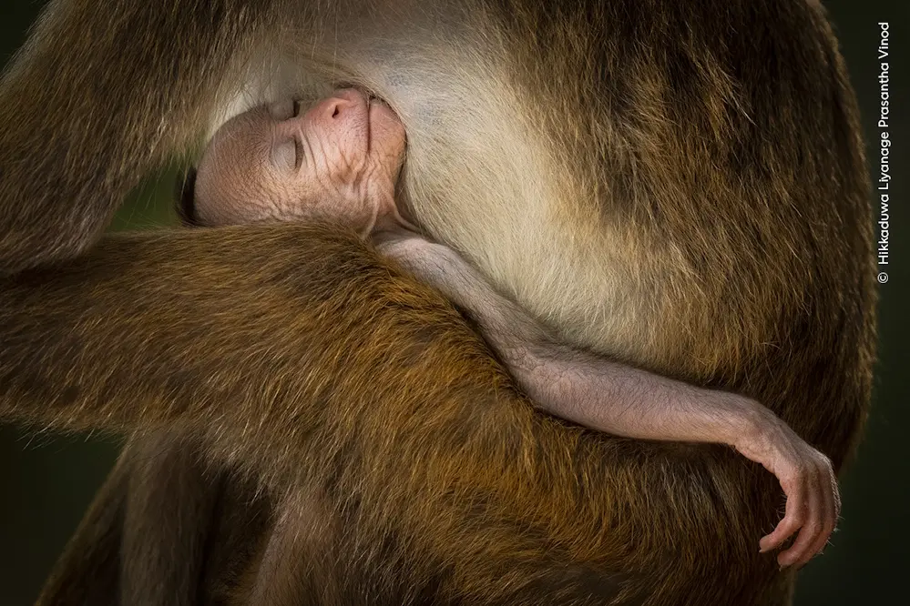 Bild: 9783957288721 | Wildlife Fotografien des Jahres - Portfolio 34 | Museum | Buch | 2024