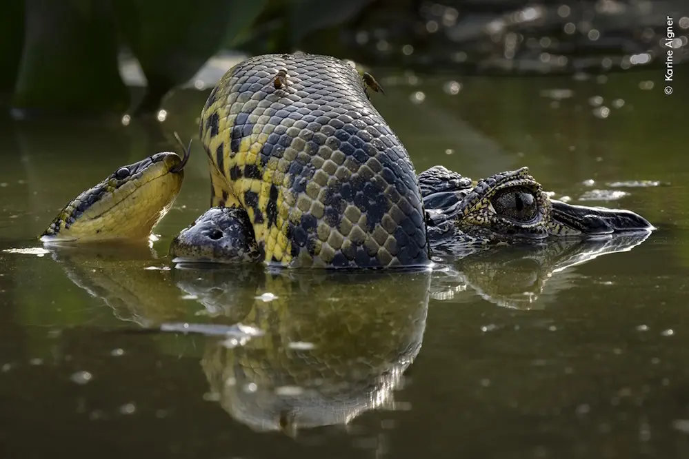 Bild: 9783957288721 | Wildlife Fotografien des Jahres - Portfolio 34 | Museum | Buch | 2024