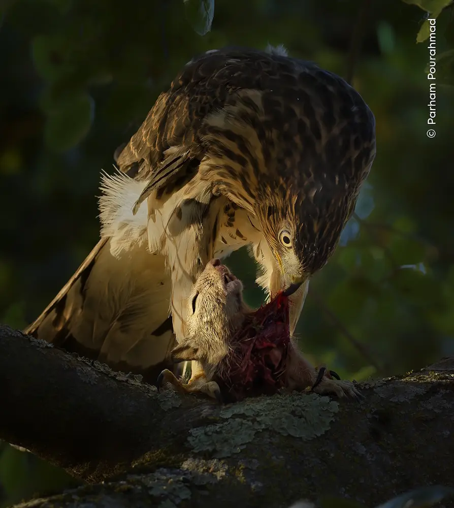 Bild: 9783957288721 | Wildlife Fotografien des Jahres - Portfolio 34 | Museum | Buch | 2024