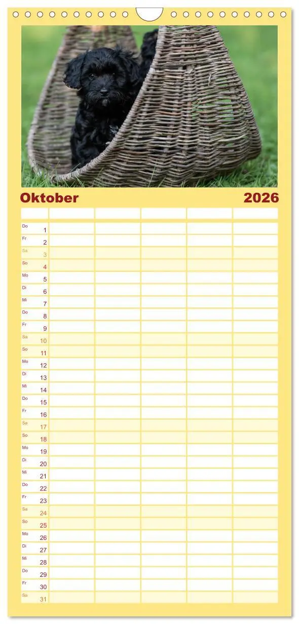 Bild: 9783516509021 | Familienplaner 2026 - Maltipoo Welpen mit 5 Spalten (Wandkalender,...