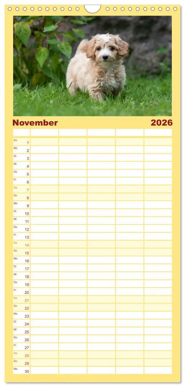 Bild: 9783516509021 | Familienplaner 2026 - Maltipoo Welpen mit 5 Spalten (Wandkalender,...