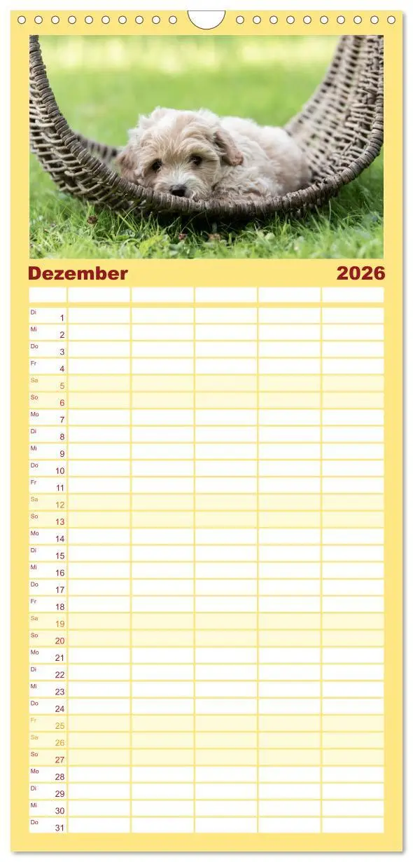 Bild: 9783516509021 | Familienplaner 2026 - Maltipoo Welpen mit 5 Spalten (Wandkalender,...