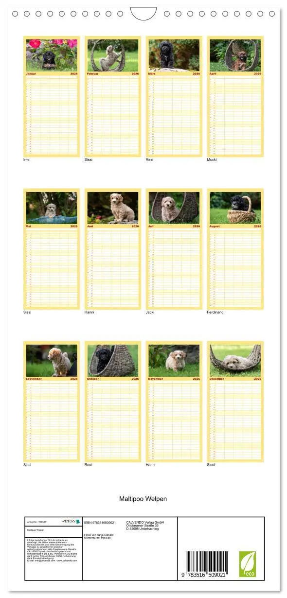 Bild: 9783516509021 | Familienplaner 2026 - Maltipoo Welpen mit 5 Spalten (Wandkalender,...