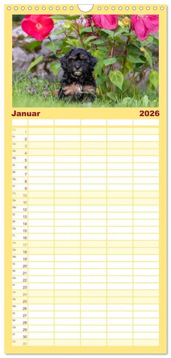 Bild: 9783516509021 | Familienplaner 2026 - Maltipoo Welpen mit 5 Spalten (Wandkalender,...