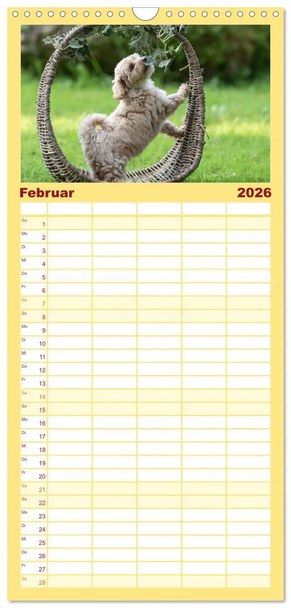Bild: 9783516509021 | Familienplaner 2026 - Maltipoo Welpen mit 5 Spalten (Wandkalender,...