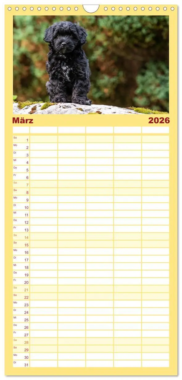 Bild: 9783516509021 | Familienplaner 2026 - Maltipoo Welpen mit 5 Spalten (Wandkalender,...