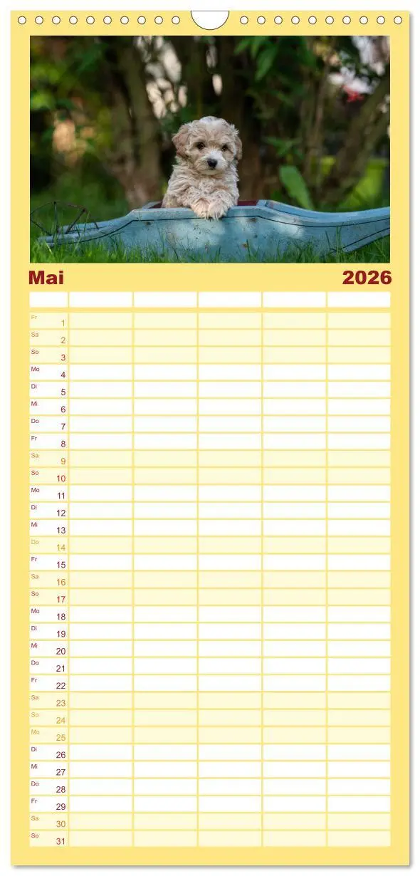 Bild: 9783516509021 | Familienplaner 2026 - Maltipoo Welpen mit 5 Spalten (Wandkalender,...
