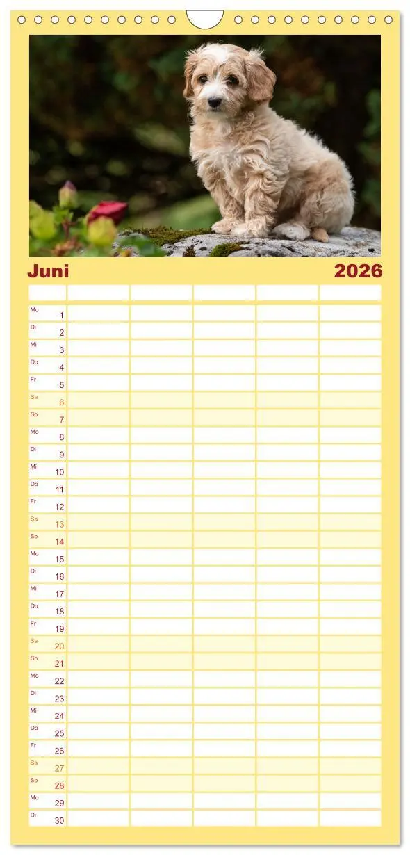Bild: 9783516509021 | Familienplaner 2026 - Maltipoo Welpen mit 5 Spalten (Wandkalender,...