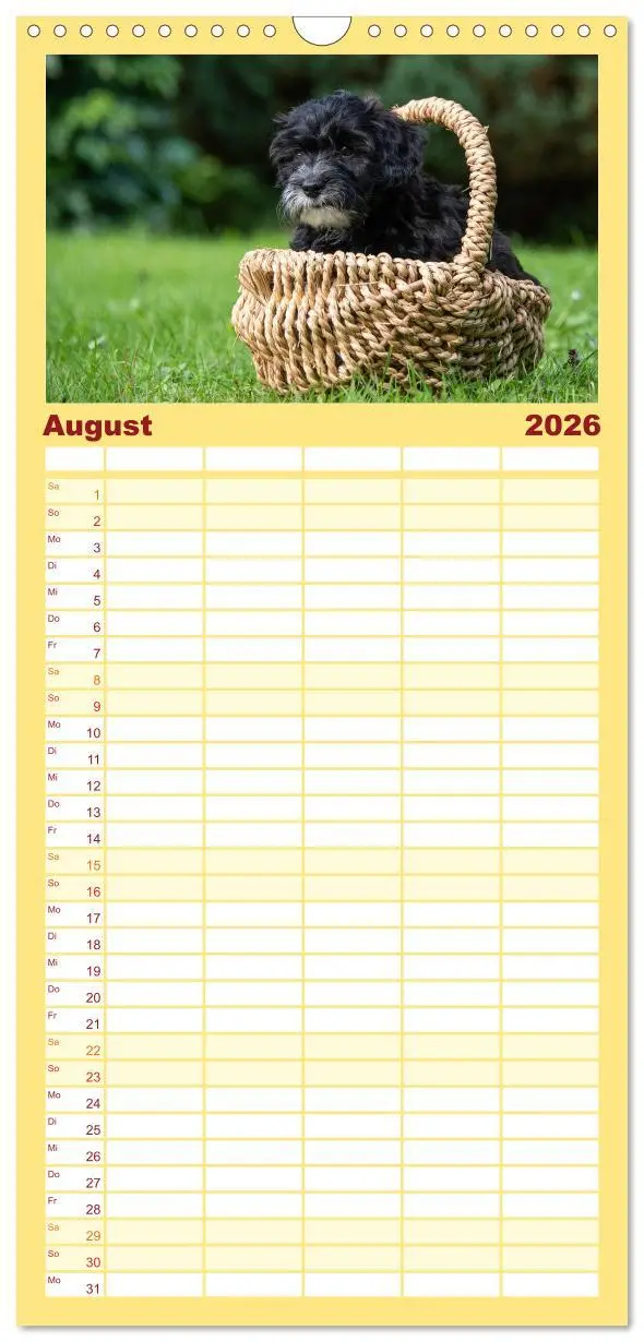 Bild: 9783516509021 | Familienplaner 2026 - Maltipoo Welpen mit 5 Spalten (Wandkalender,...