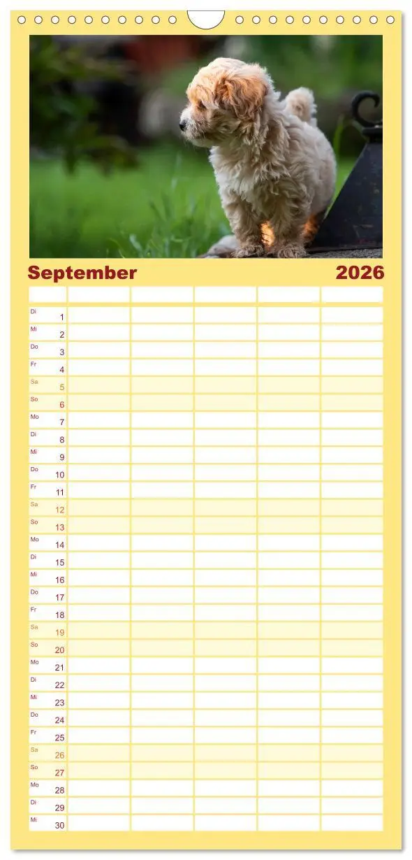 Bild: 9783516509021 | Familienplaner 2026 - Maltipoo Welpen mit 5 Spalten (Wandkalender,...