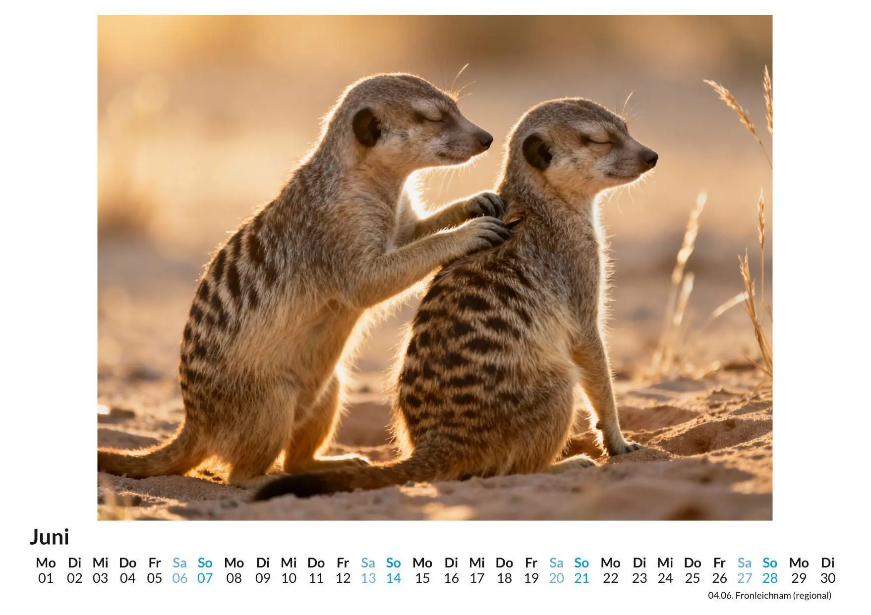 Bild: 9783695329021 | Erdmännchen | Emily Hoffmann | Kalender | Deutsch | 2026 | FlipFlop