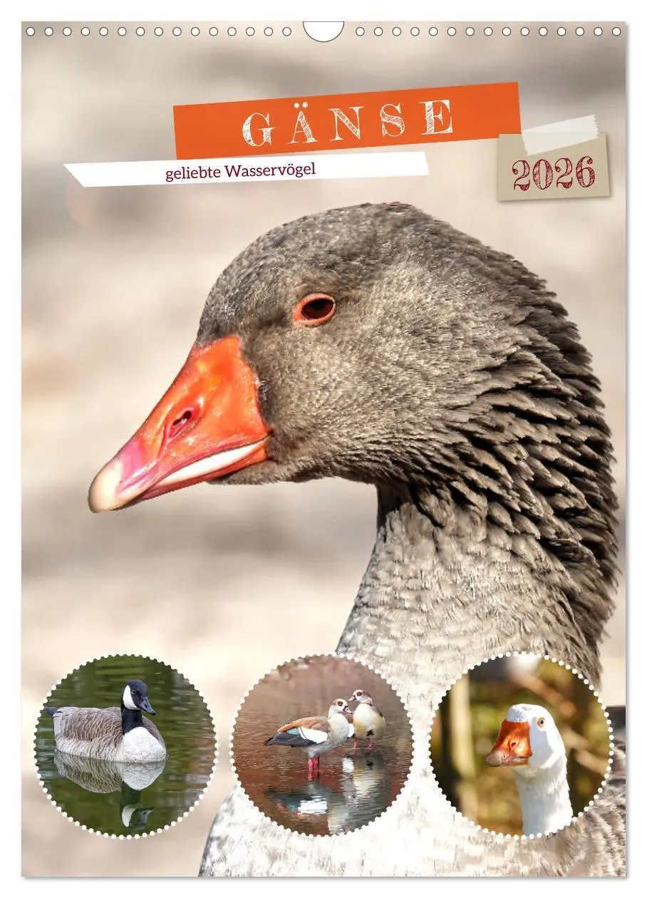 Cover: 9783516349221 | Gänse, geliebte Wasservögel (Wandkalender 2026 DIN A3 hoch),...