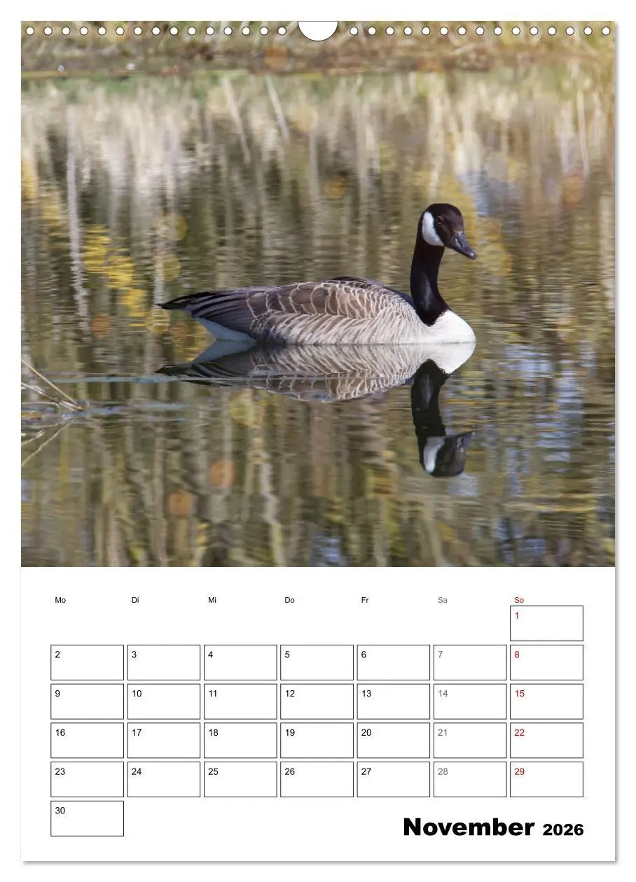 Bild: 9783516349221 | Gänse, geliebte Wasservögel (Wandkalender 2026 DIN A3 hoch),...