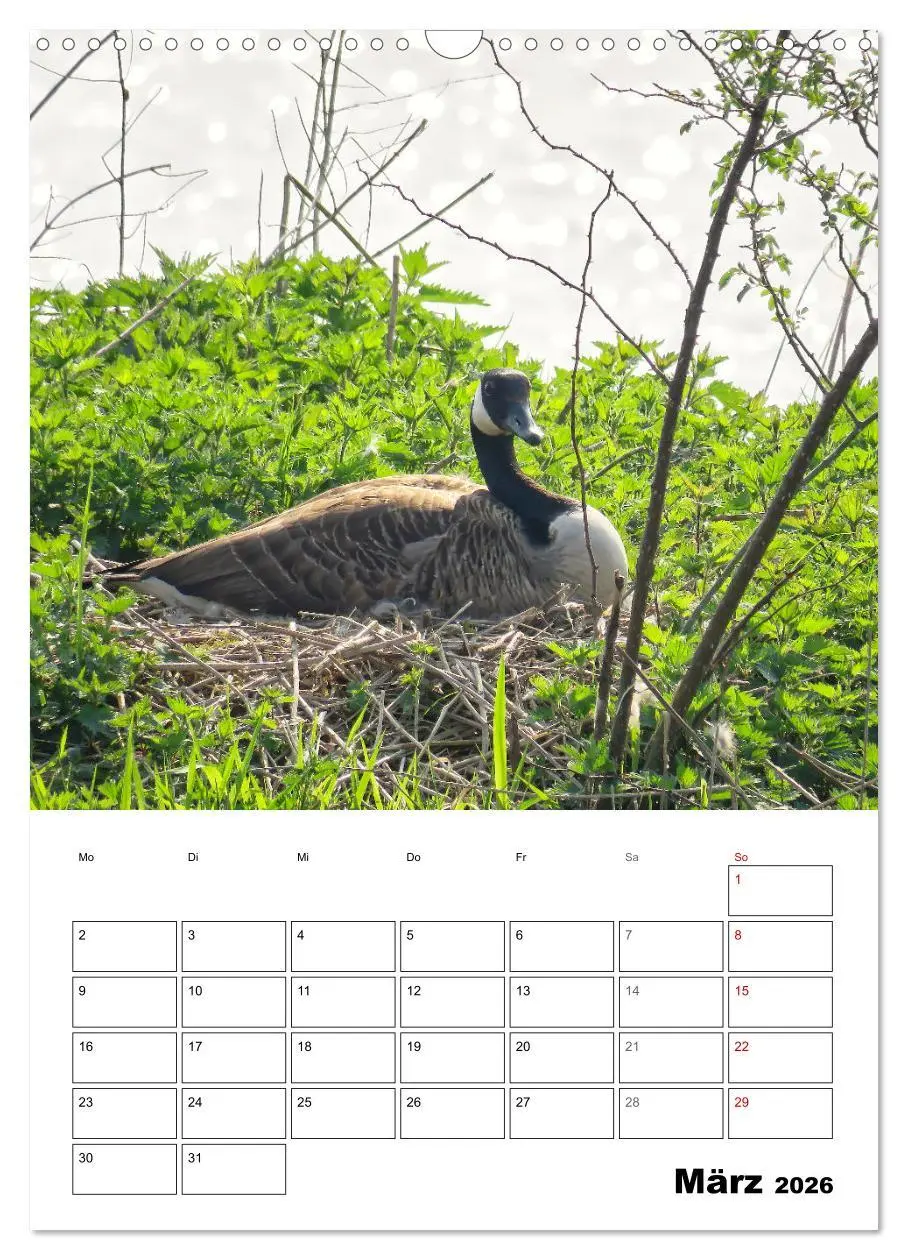 Bild: 9783516349221 | Gänse, geliebte Wasservögel (Wandkalender 2026 DIN A3 hoch),...