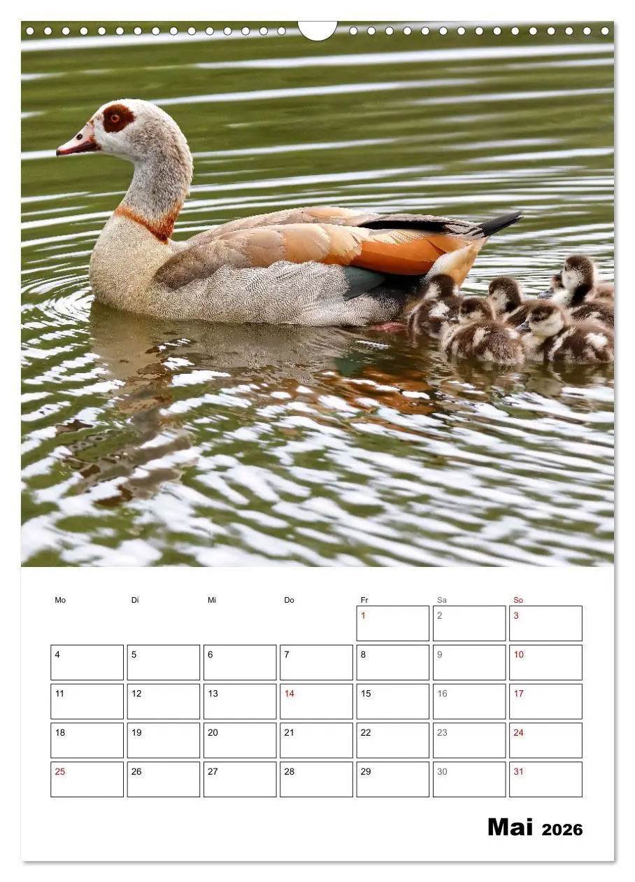 Bild: 9783516349221 | Gänse, geliebte Wasservögel (Wandkalender 2026 DIN A3 hoch),...