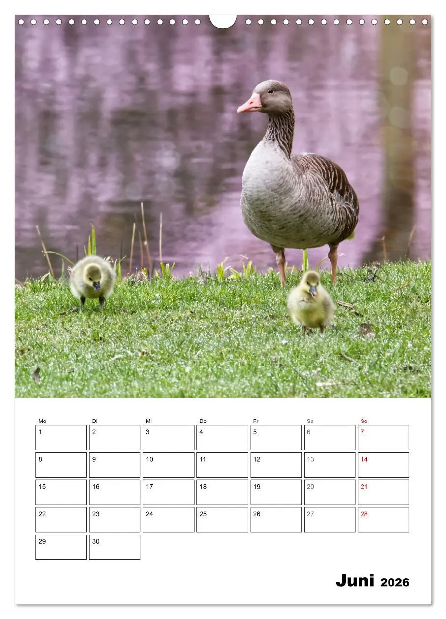 Bild: 9783516349221 | Gänse, geliebte Wasservögel (Wandkalender 2026 DIN A3 hoch),...