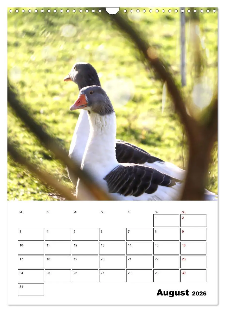 Bild: 9783516349221 | Gänse, geliebte Wasservögel (Wandkalender 2026 DIN A3 hoch),...