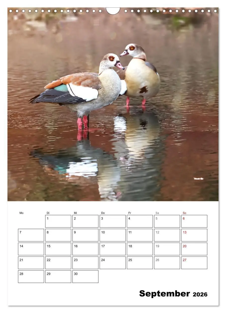 Bild: 9783516349221 | Gänse, geliebte Wasservögel (Wandkalender 2026 DIN A3 hoch),...